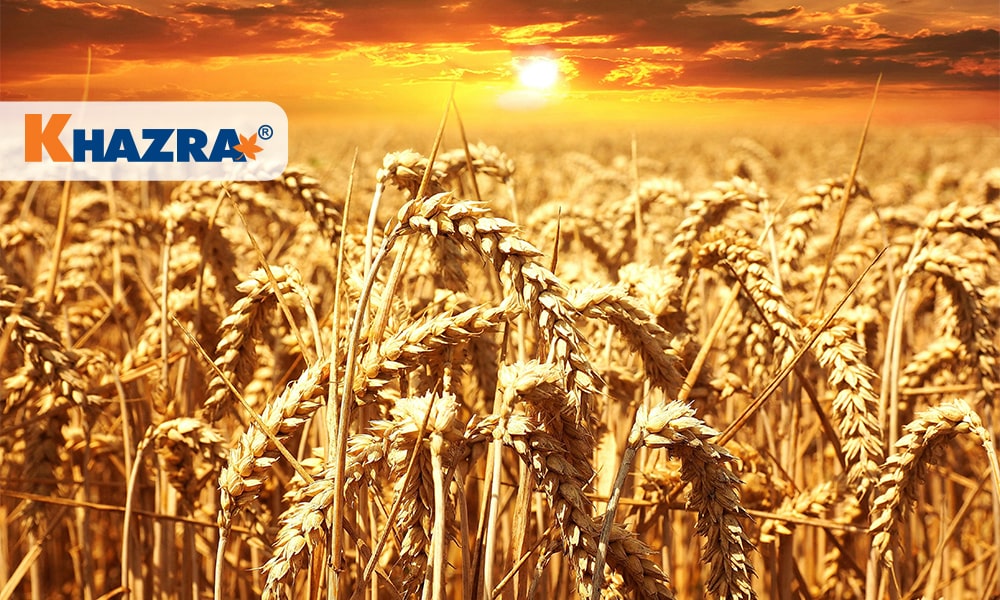 بهترین کود برای افزایش تناژ گندم (50 تا 300 درصد)