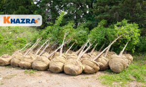 جابجایی نهال در پاییز چگونه انجام می‌شود؟