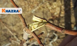 مبارزه با آفت چوبخوار پسته (4 روش)