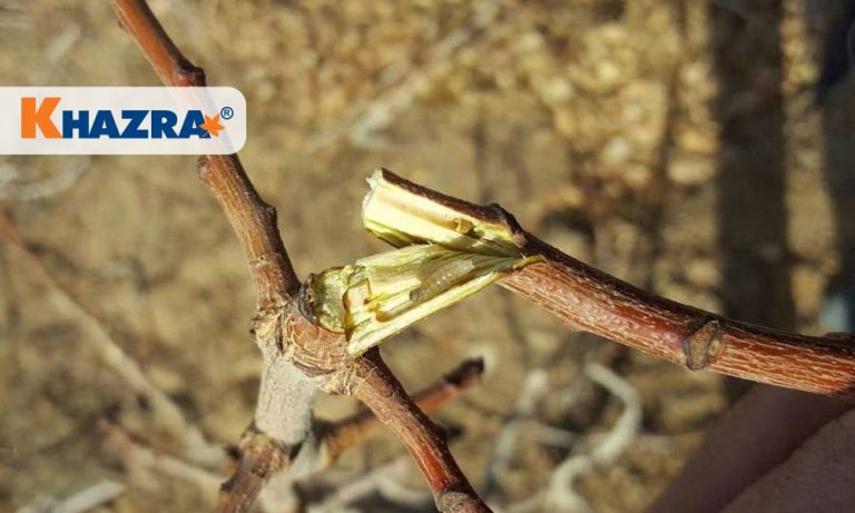 مبارزه با آفت چوبخوار پسته (4 روش)