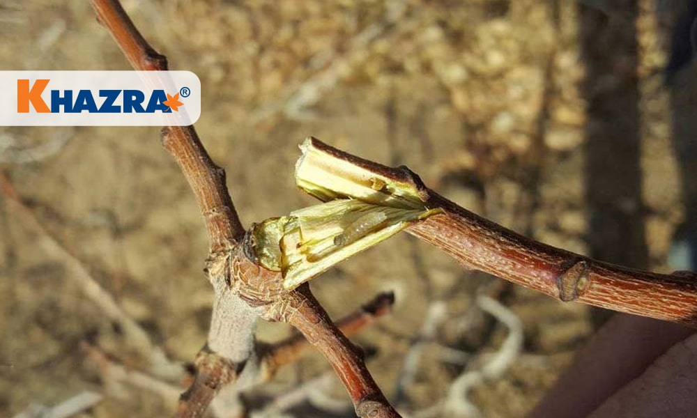 مبارزه با آفت چوبخوار پسته (4 روش)