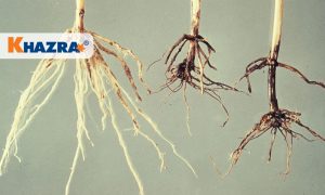 پوسیدگی ریشه گندم، علت و درمان قطعی