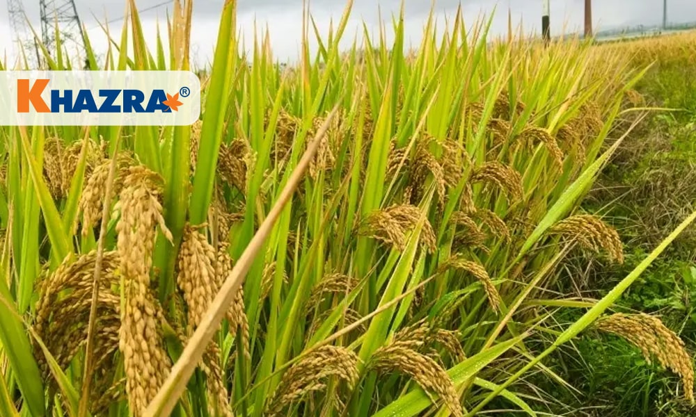 کود برای برنج در مراحل مختلف رشد