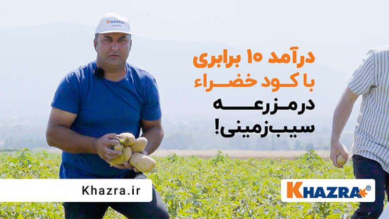 درآمد ۱۰ برابری از مزرعه سیب‌زمینی!