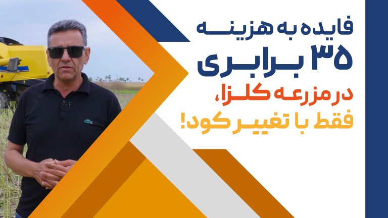 مزرعه کلزا