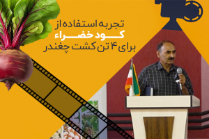 تجربه استفاده از کود خضراء برای 4 تن کشت چغندر